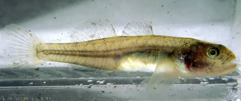 Tidewater Goby