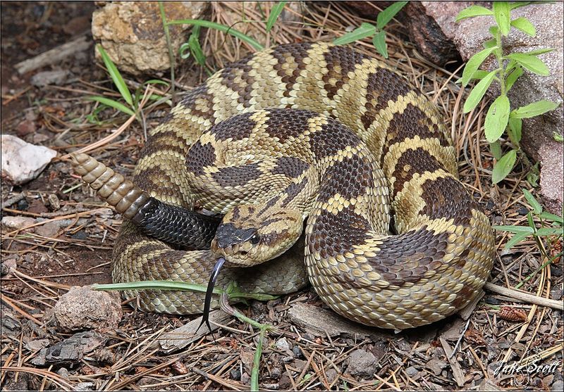 Black-Tailed Rattlesnake