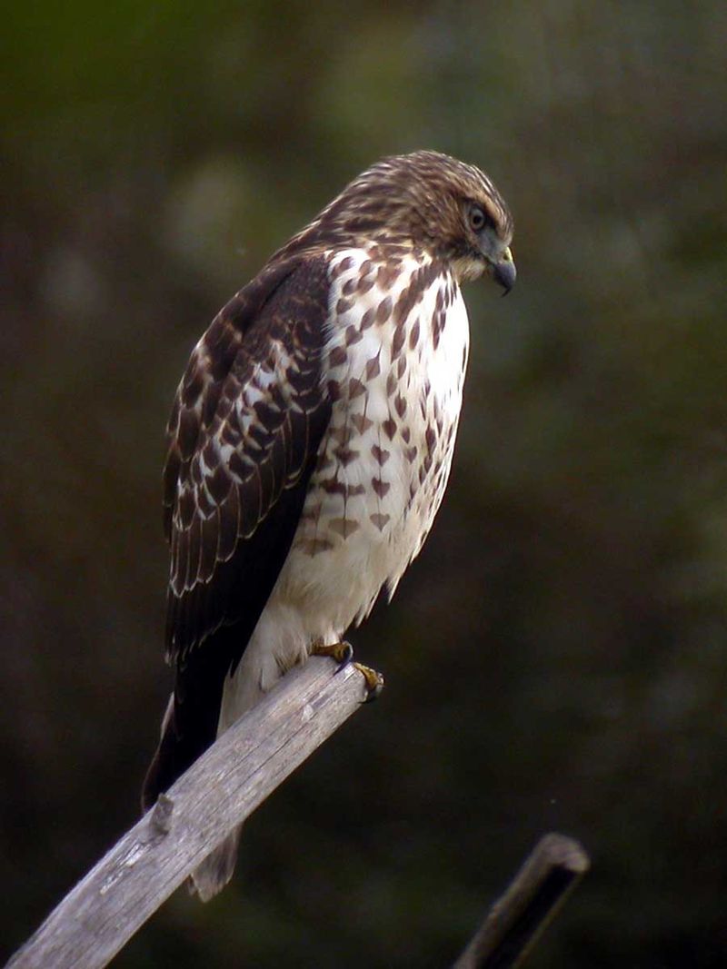 Broad-Winged Hawk