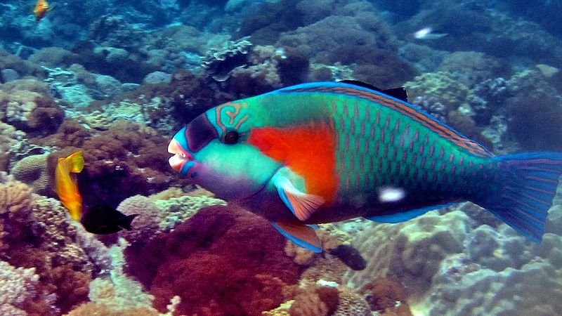 Parrotfish