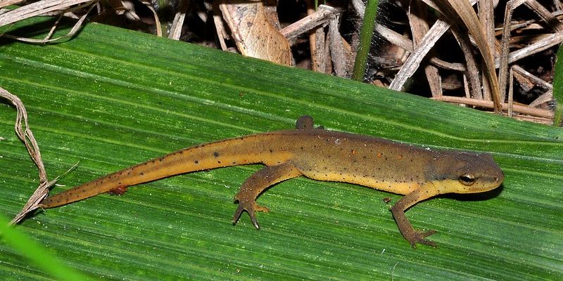 Eastern Newt
