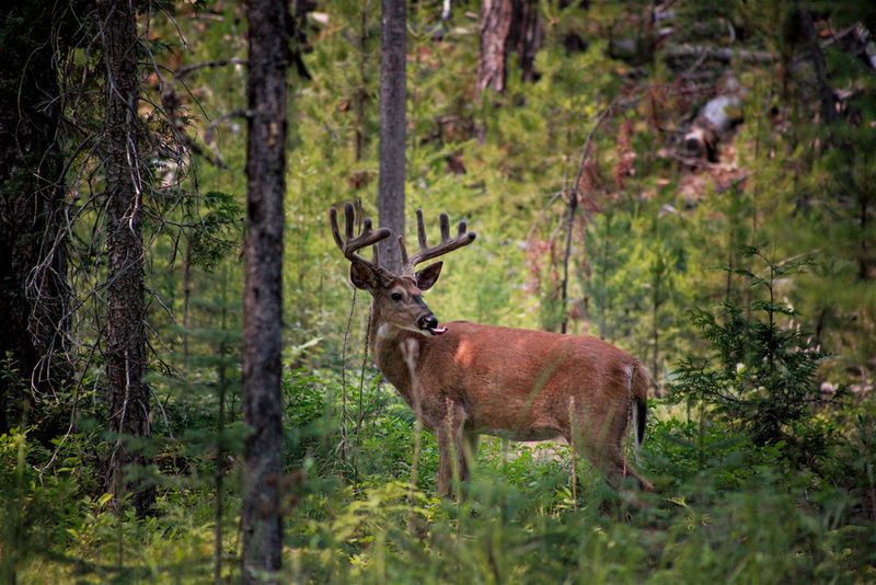 White-Tailed Deer