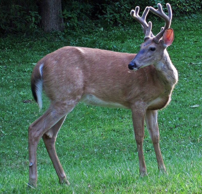 White-Tailed Deer