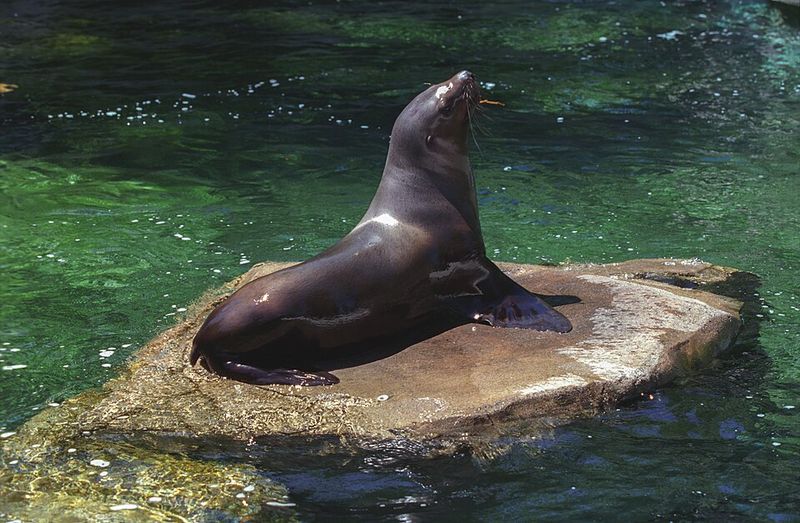 Steller Sea Lion