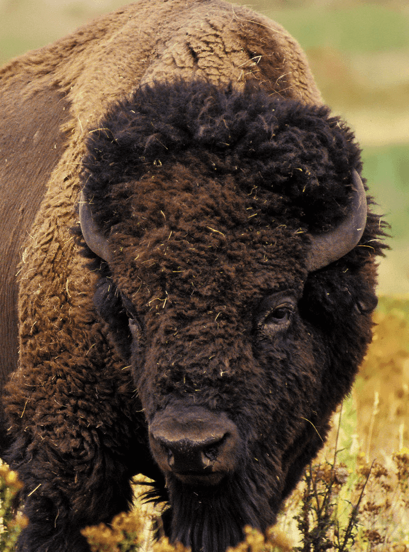 American Bison