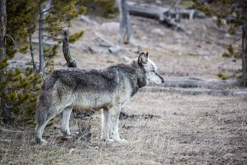 Gray Wolf