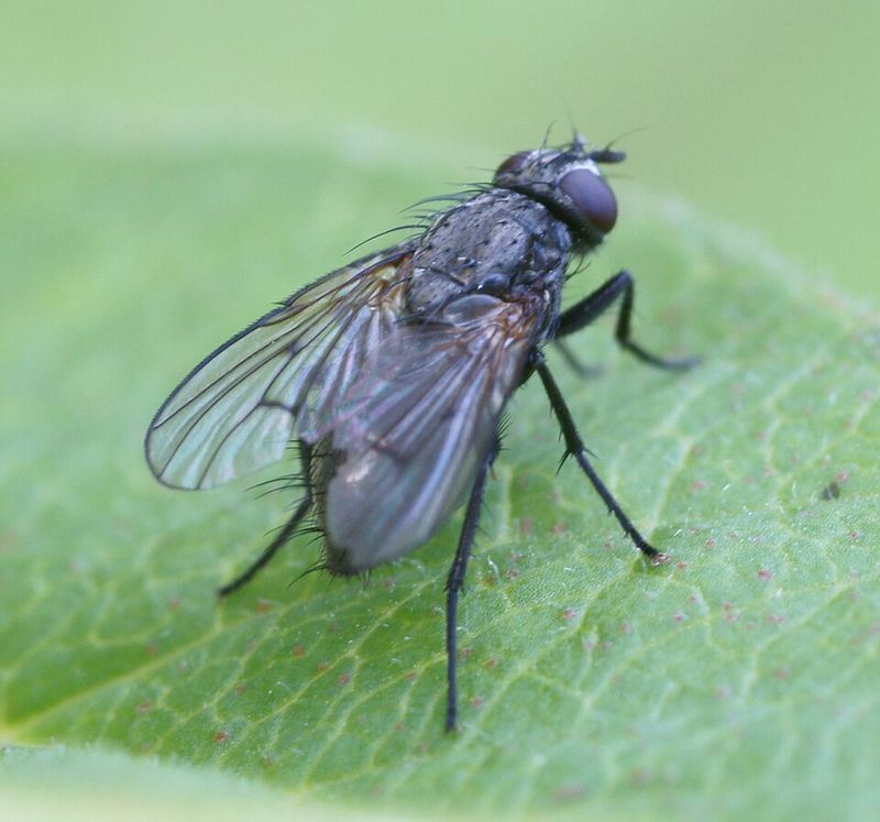 Black Fly