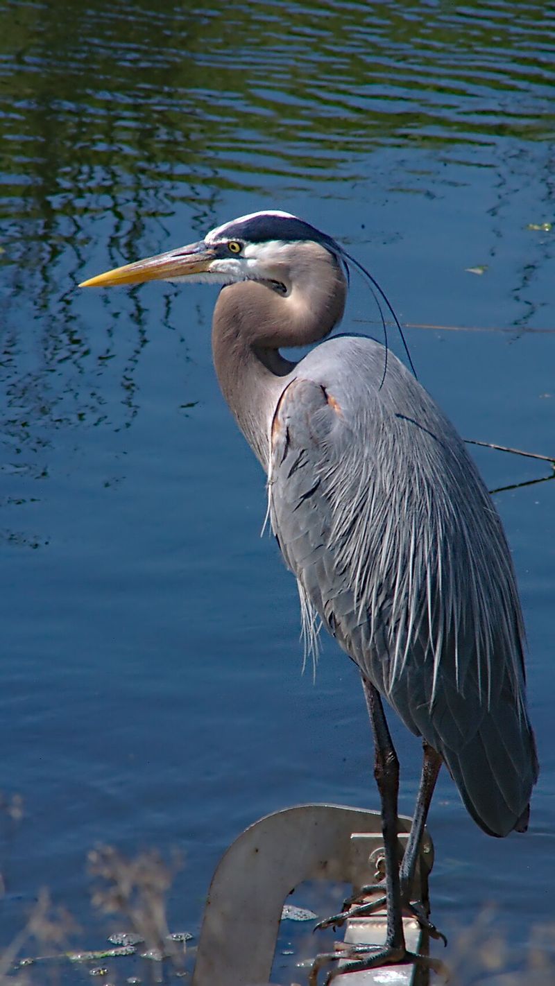 Great Blue Heron