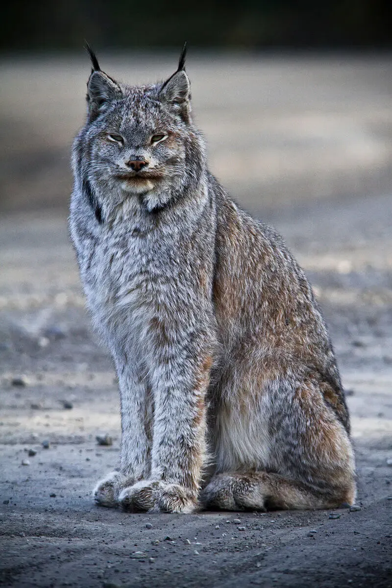 Canada Lynx