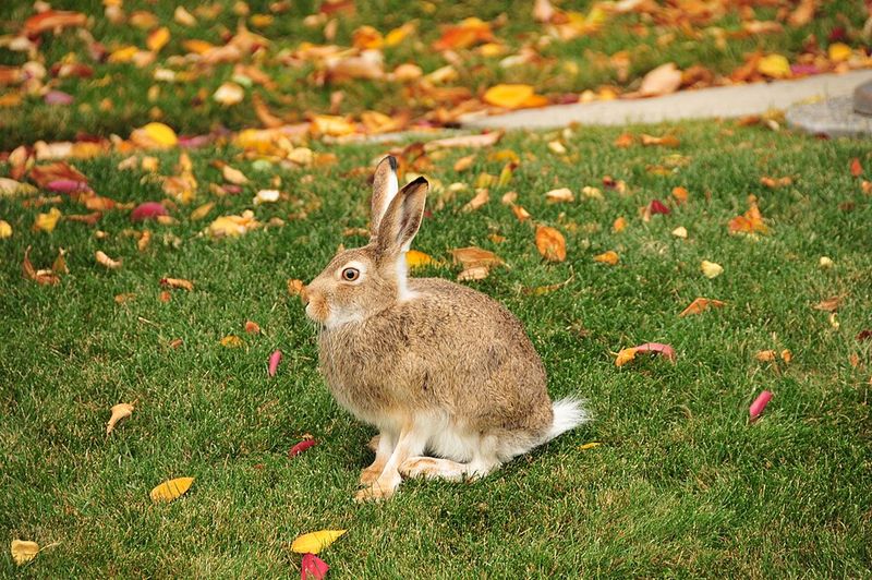 White-Tailed Jackrabbit