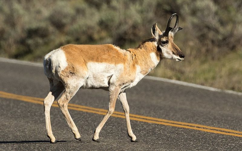 Pronghorn