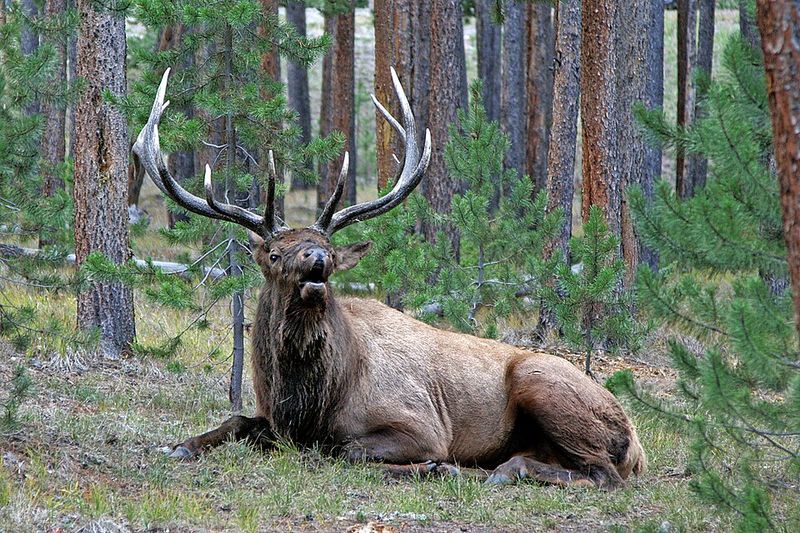 Elk