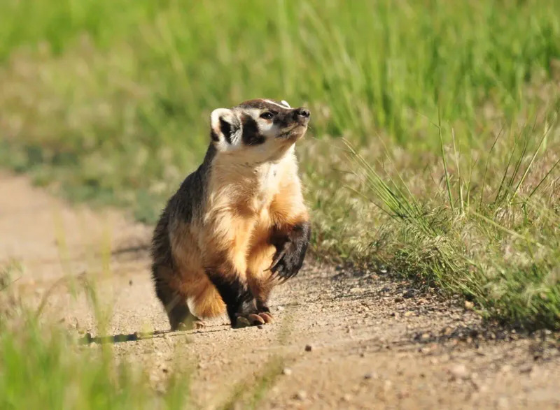 American Badger