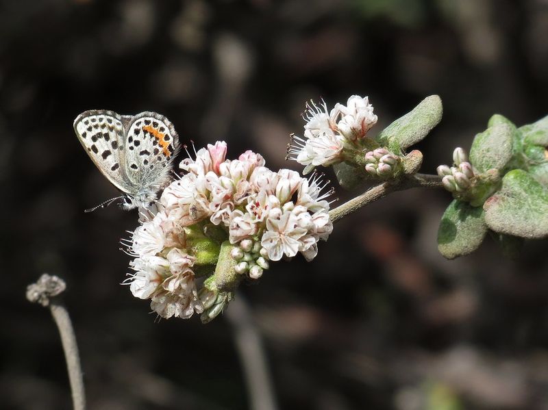 El Segundo Blue Butterfly