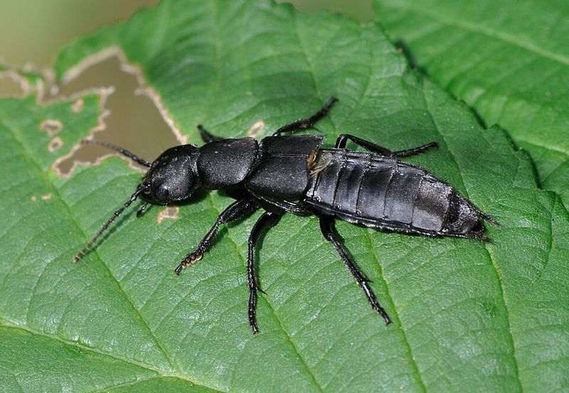 Devil's Coach Horse Beetle