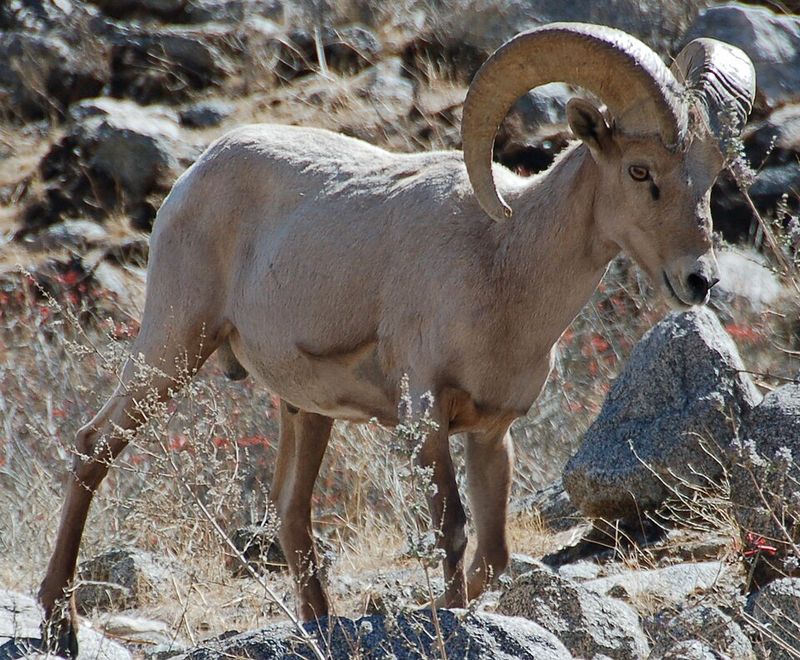 Desert Bighorn Sheep