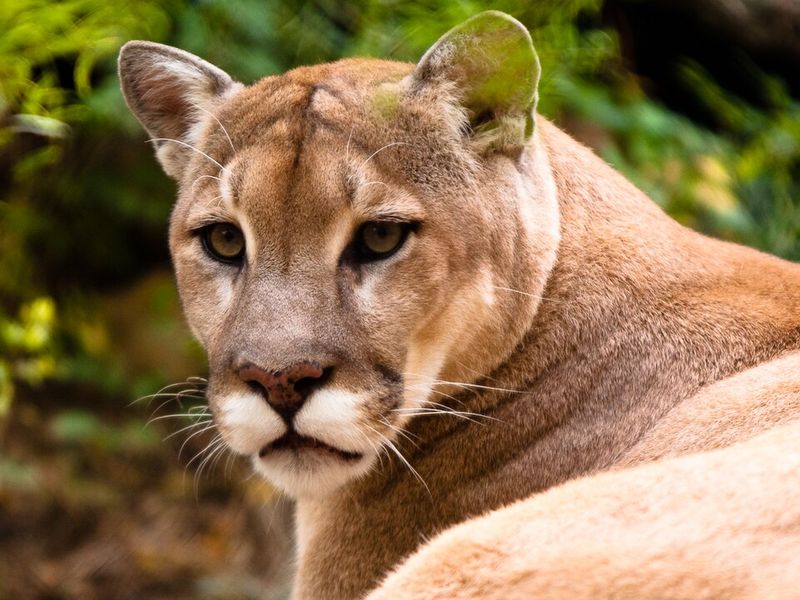 Mountain Lion (Cougar)