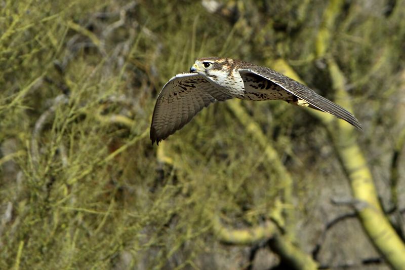 Prairie Falcon