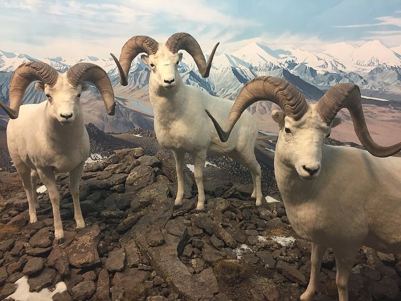 Dall Sheep