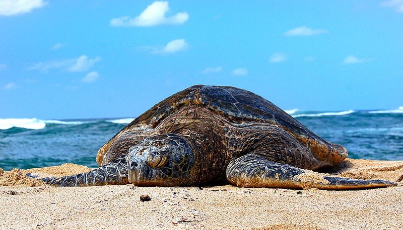 Hawaiian Green Sea Turtle