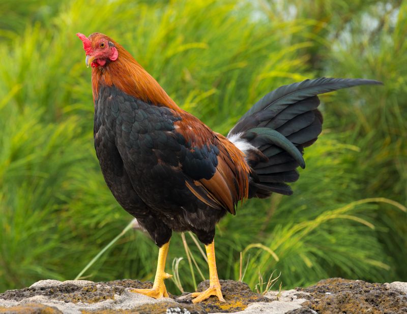 Chicken