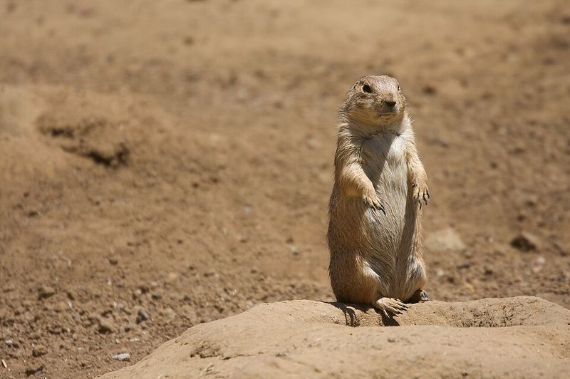 Black-tailed Prairie Dog