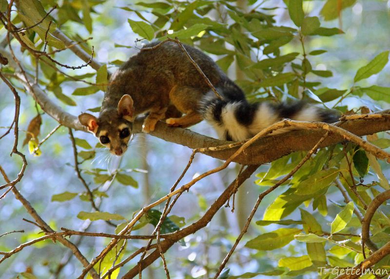 Ringtail
