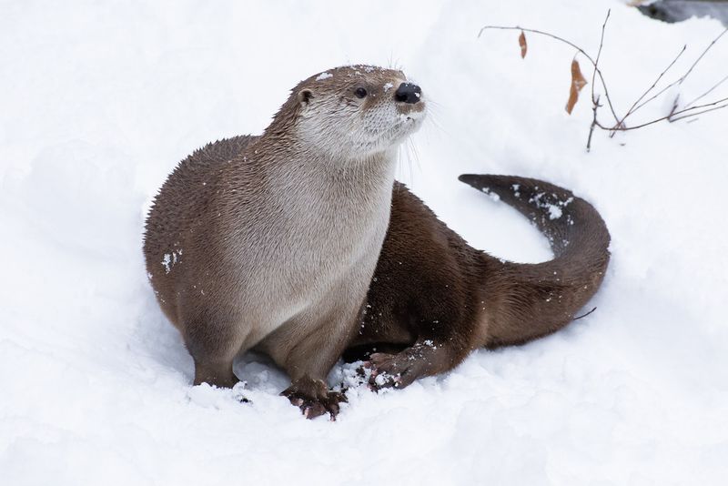 North American River Otter