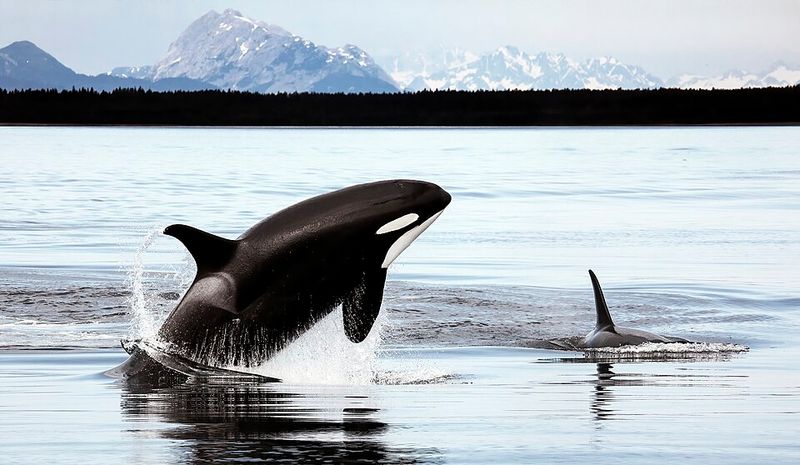 Orca