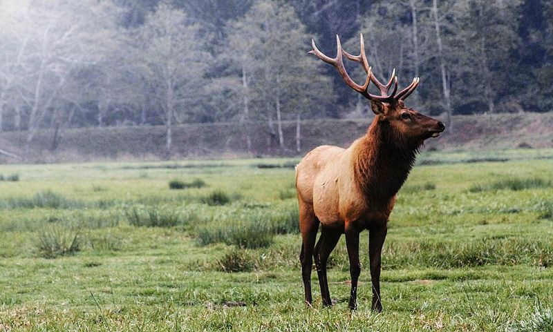 Elk