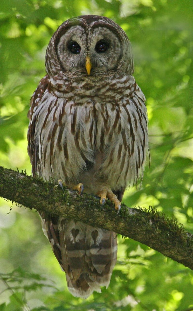 Barred Owl
