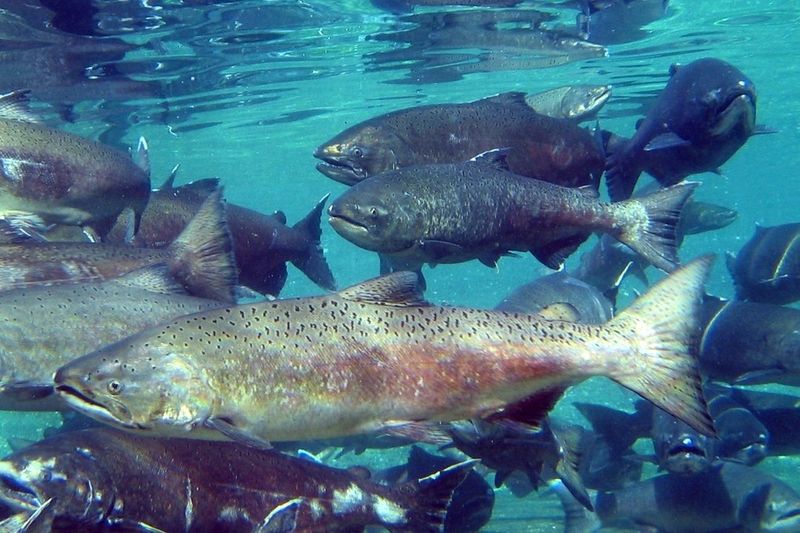 Chinook Salmon