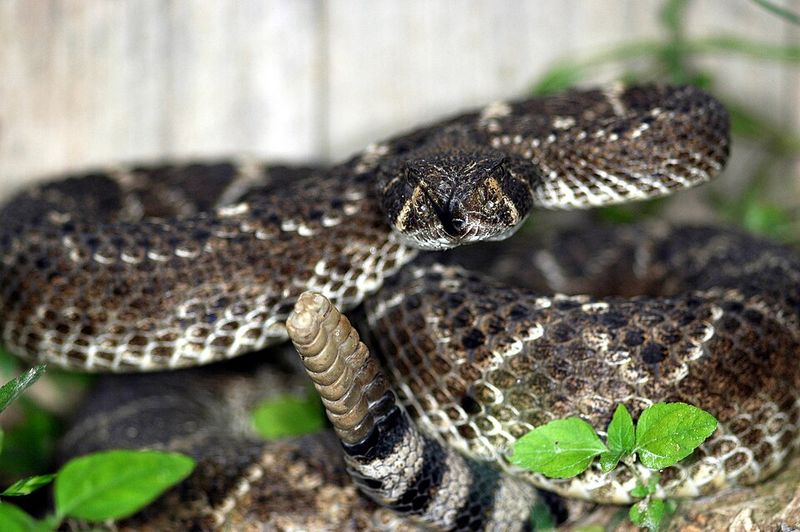 Western Rattlesnake