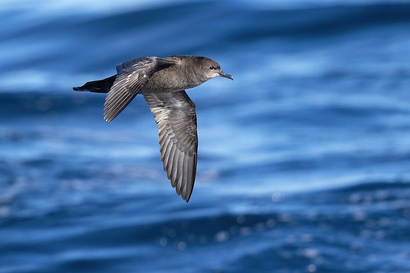 Short-Tailed Shearwater