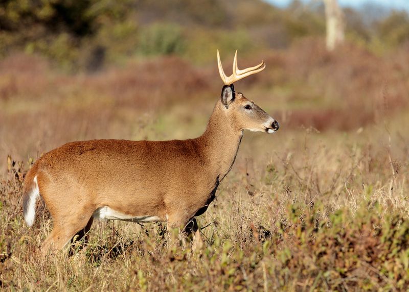 White-Tailed Deer