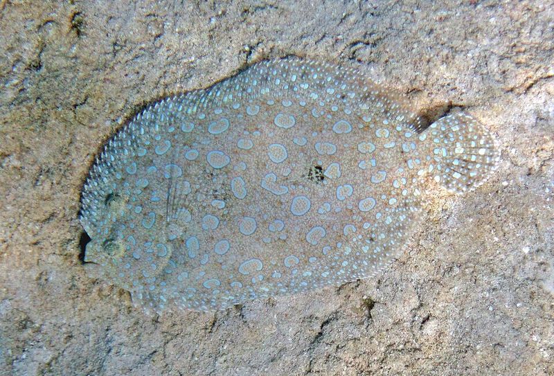 Peacock Flounder