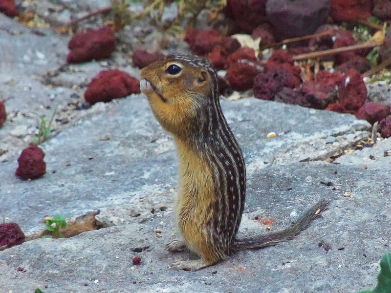 Thirteen-lined Ground Squirrel