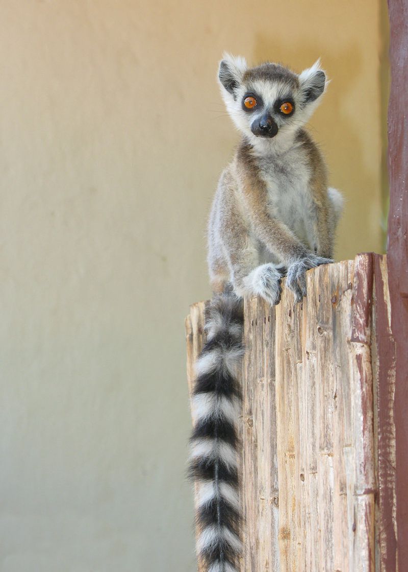 Ringtail
