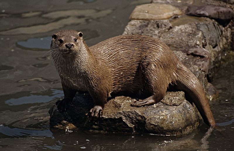 Nutria