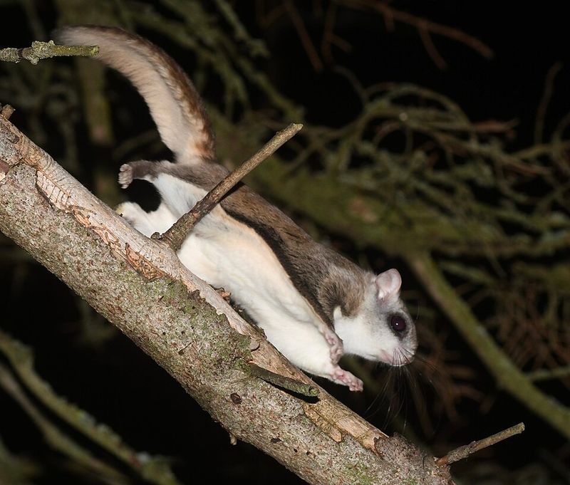Northern Flying Squirrel
