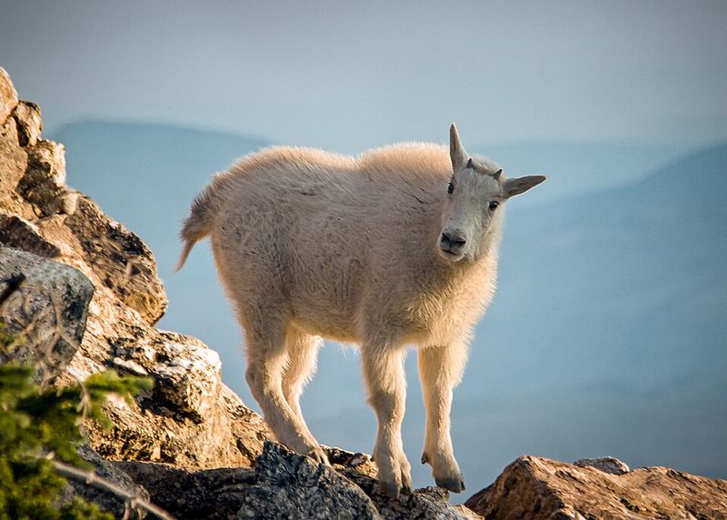 Mountain Goat