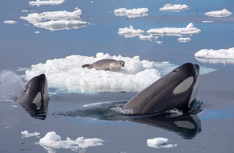 Killer Whale (Orca)