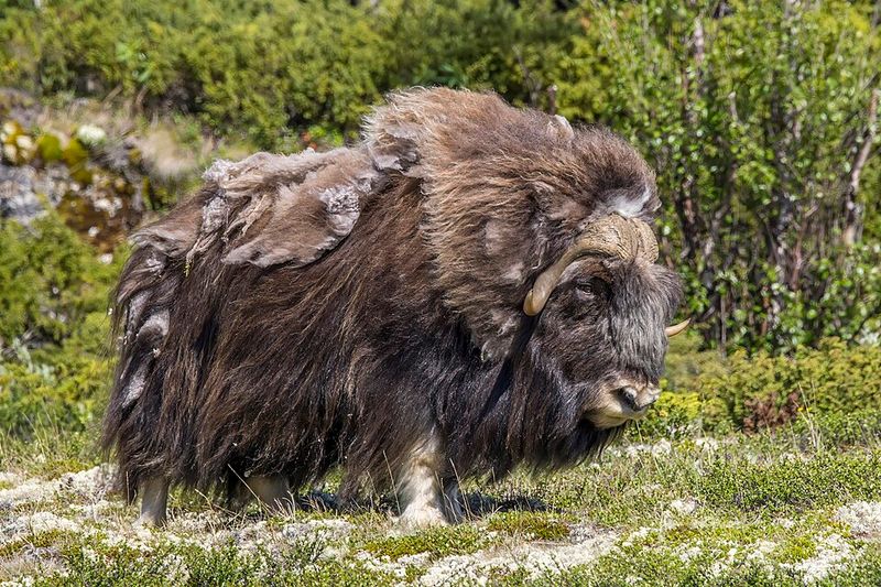 Musk Ox