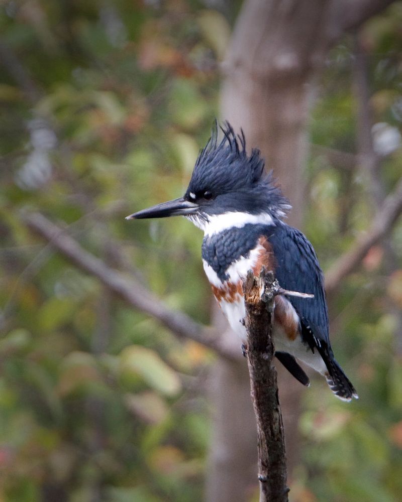 Belted Kingfisher