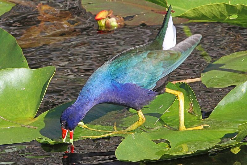 Purple Gallinule