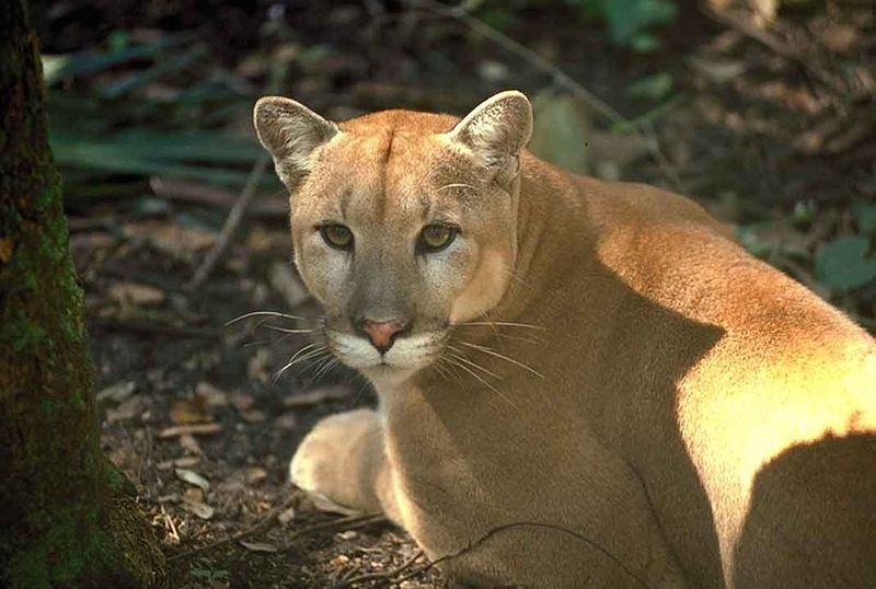 Florida Panther