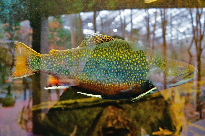 Brook Trout