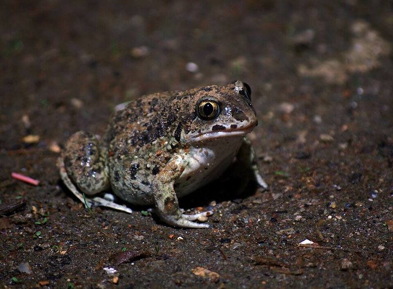 Great Basin Spadefoot