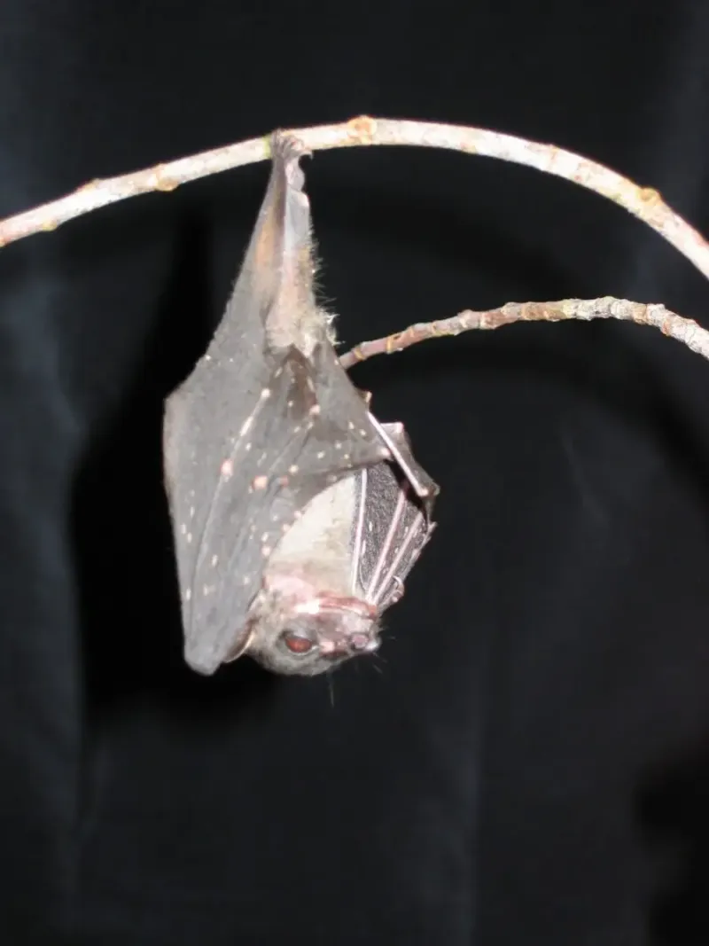 Spotted Bat