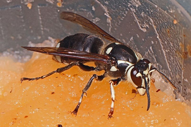 Bald-faced Hornet